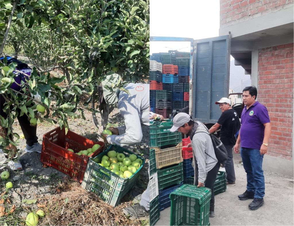 “COSECHA DE PALTA Y MANZANA, COMO PARTE DEL PROCESO DE LA EJECUCIÓN DE LOS PROYECTOS PRODUCTIVOS QUE POSIBILITAN LA RECAUDACIÓN DE RECURSOS ECONÓMICOS”.